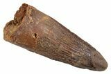 Juvenile Fossil Spinosaurus Tooth - Real Dinosaur Tooth #345884-1